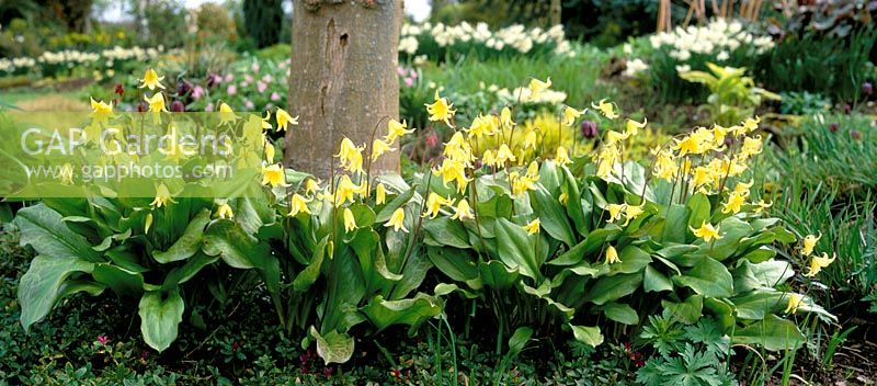 Erythronium 'Pagoda' growing in a shady spot under a tree at Glen Chantry