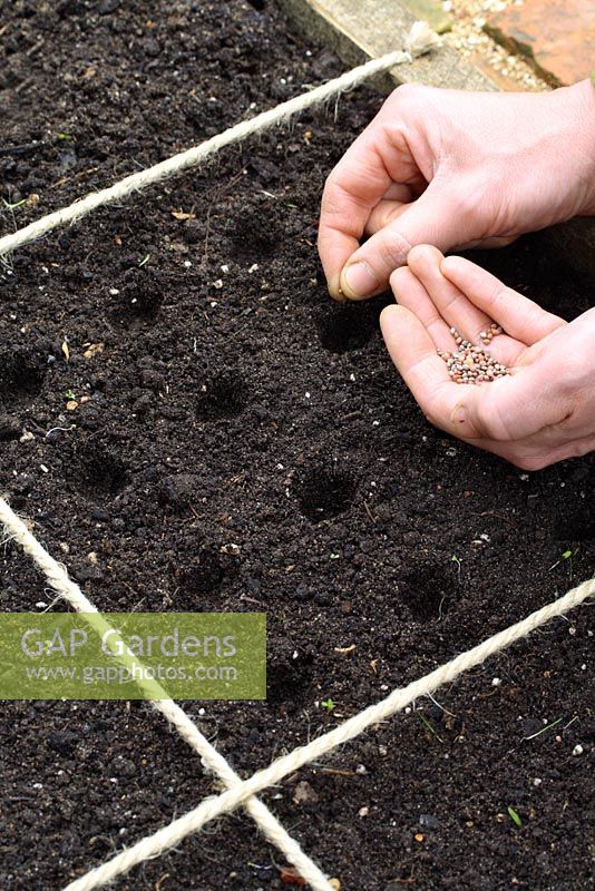 Sowing radish seeds in beds designed for square foot gardening