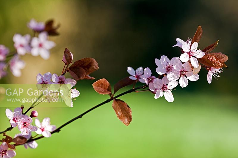 Prunus cerasifera 'Nigra' - Purple Cherry Plum