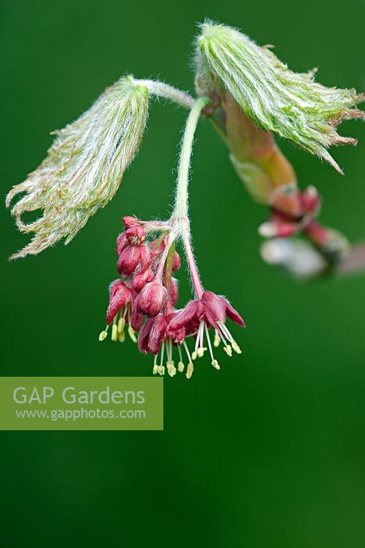 Acer japonicum 'Aconitifolium' - Flowers and unfurling leaves