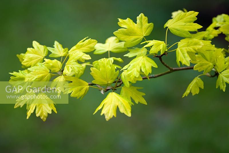 Acer campestre 'Postelense' - Spring foliage