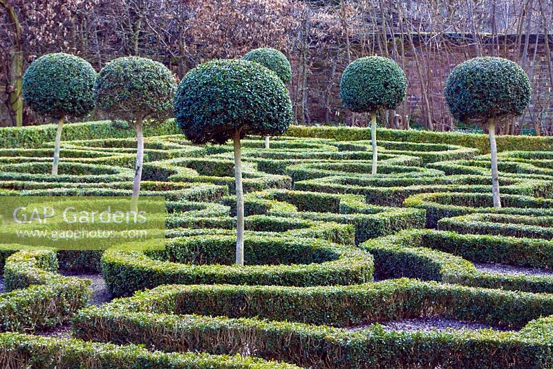 Box hedge planted clipped into maze and standard trees - Moseley Old Hall, Staffordsshire 