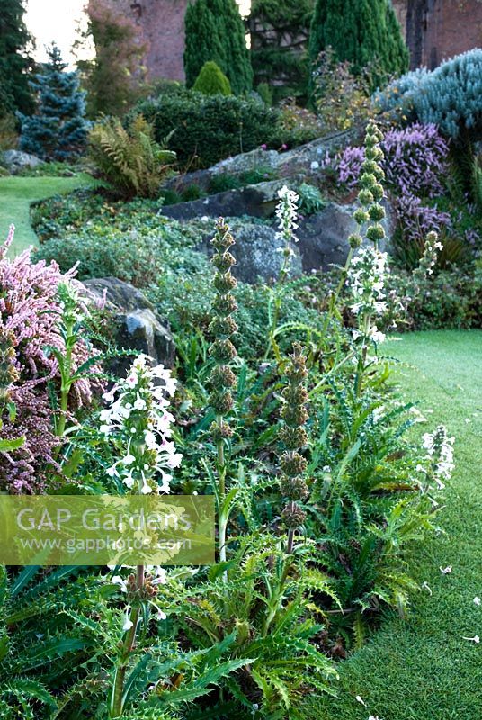 Morina longifolia in mixed border - Kilver Court Gardens