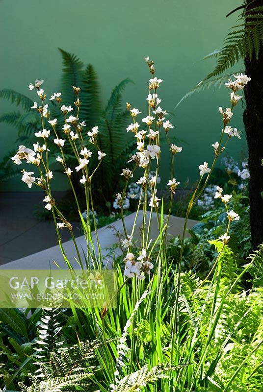 Sisyrinchium striatum - Tempest in a Teapot Garden, RHS Chelsea Flower Show 2008