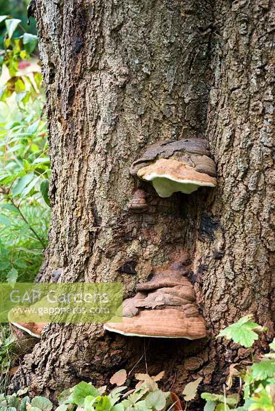 Bracket fungus growing at base of a tree trunk