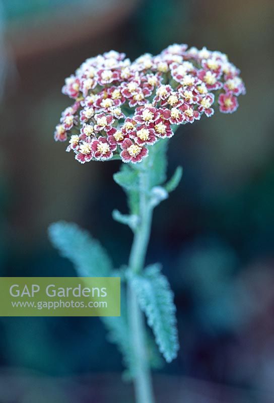 Achillea 'Feuerland' covered in frost
