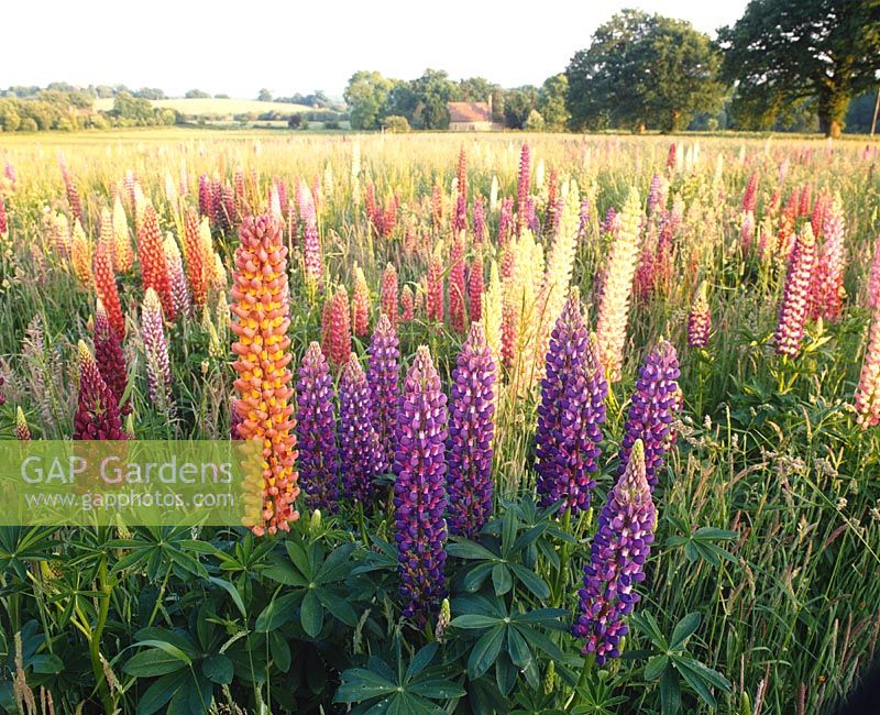 Lupinus - Mixed lupins in corn field