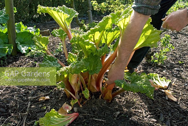 Rheum rhubarbarum - Harvesting forced Rhubarb 'Timperley Early' 