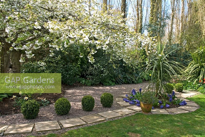 Secluded back garden with Prunus serrulata 'Mount Fuji' and box balls in gravel with stone path and circular Hyacinthus bed adjacent to lawn - Long Acre NGS garden, Bunbury, Cheshire 