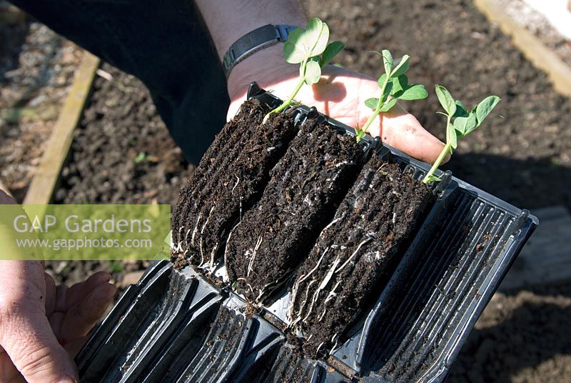 Pea 'Little Marble' seedlings in rootrainers prior to planting out in a vegetable bed
