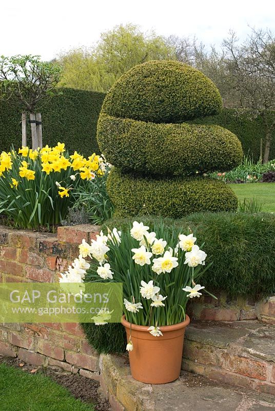 Clipped Buxus, Narcissus and Armeria in raised border and Narcissus 'Ice King' in pot on brick steps - Parm place, NGS garden, Great Budworth, Cheshire