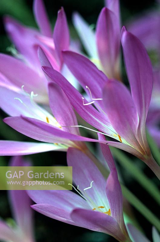 Colchicum tenorei 'The Giant', previously known as Colchicum autumnale - Autumn flowering crocus