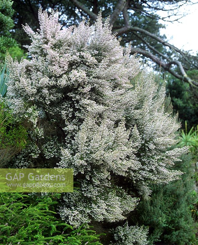 Erica canaliculata - Channelled Heather
