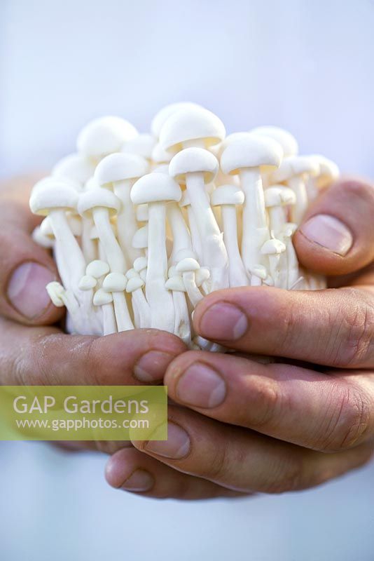 Edible mushrooms held in chef's hands