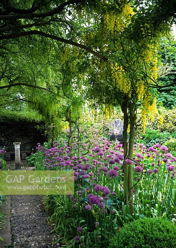 Laburnum anagyroides growing over pergola with Wisteria, cobble pathway to stone bench and sculptural stone column, large bed planted with Alliums, Hosta and Buxus sempervirens 
