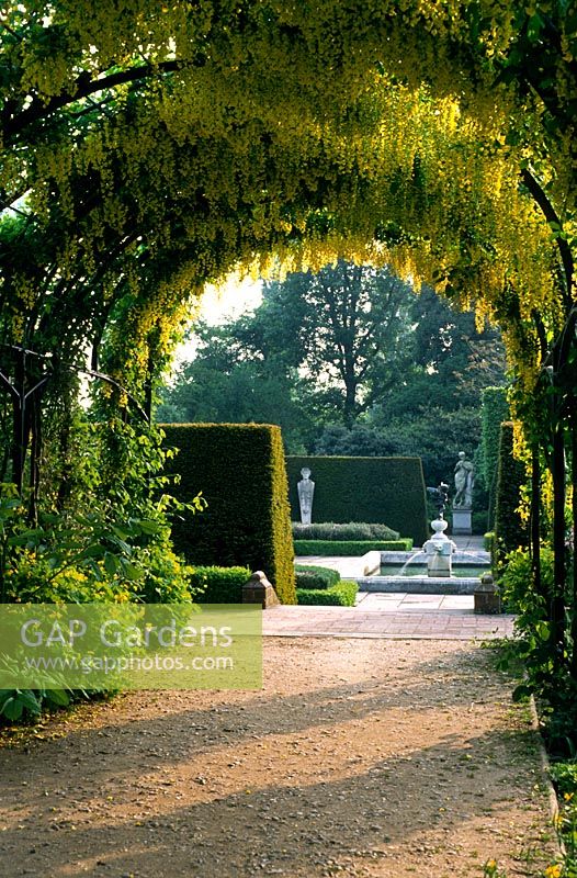 Laburnum x waterii walkway in the Queen's Garden at RBG Kew
