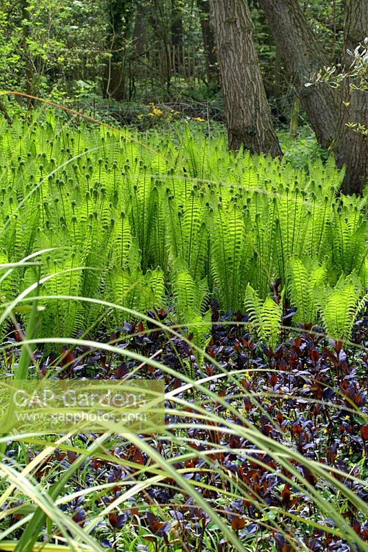 Matteucia struthiopteris - Shuttlecock ferns with Lysimachia and ornamental grass in spring woodland garden