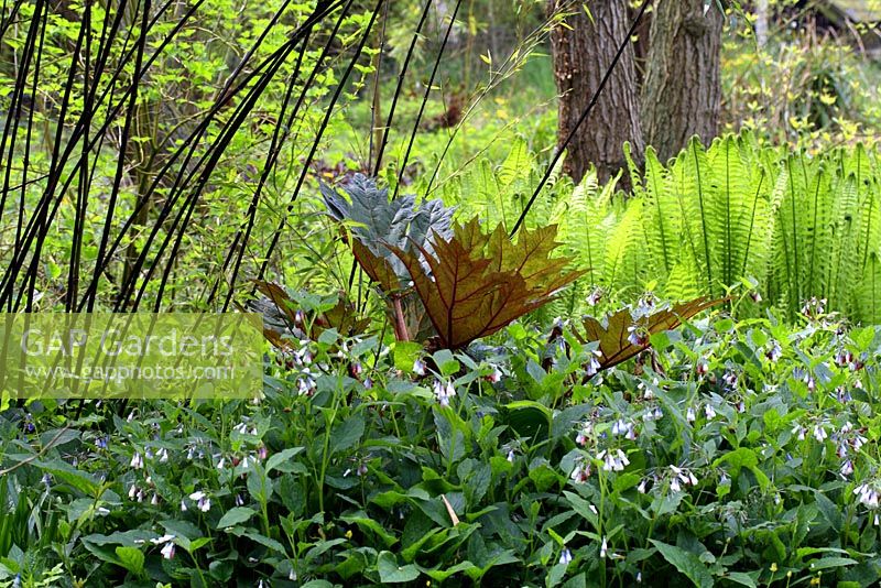 Rheum palmatum rubrum in centre, Phyllostachys nigra to left, Symphytum grandiflorum in the foreground and Matteucia struthiopteris to right in spring woodland garden 