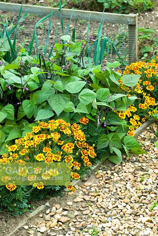 Companion planting of Marigolds and French beans