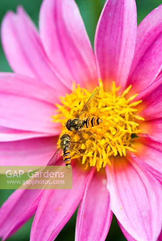 Dahlia with hoverflies