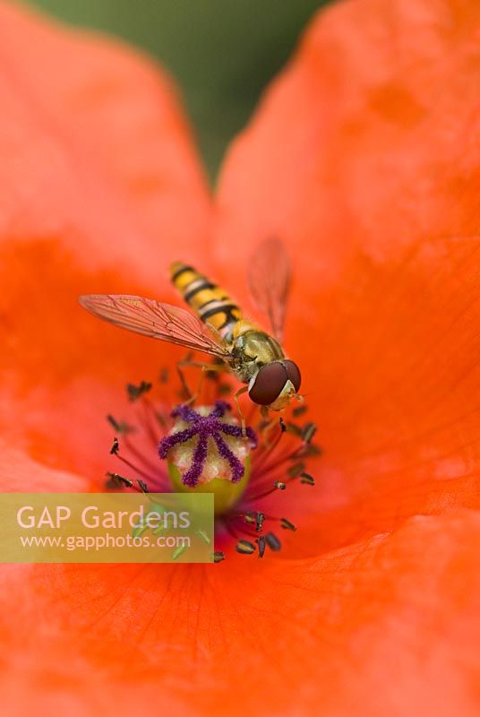 Papaver rhoeas with hoverfly