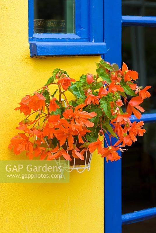Begonia in wall pot holder against yellow and blue paintwork