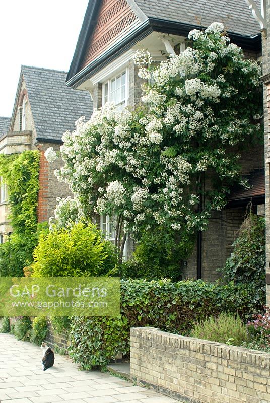 Rosa filipes 'Kiftsgate' trained on front of Victorian house - Cambridge