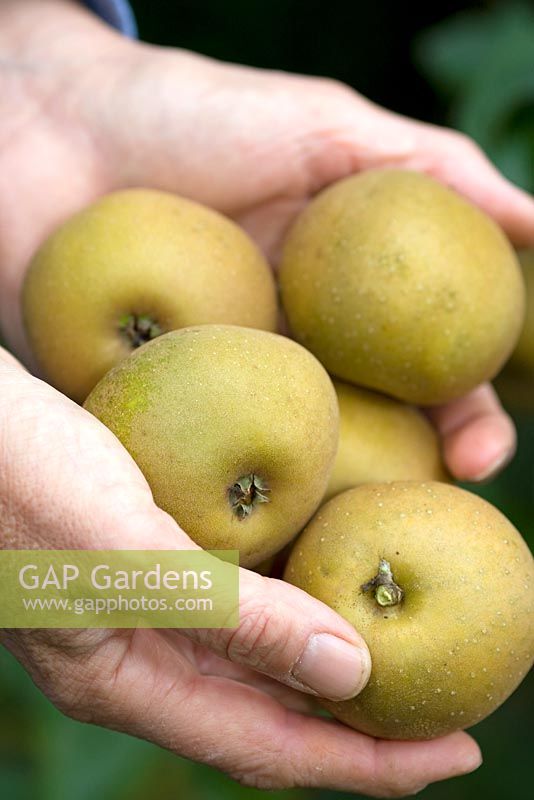 Harvested 'Egremont Russet' apples