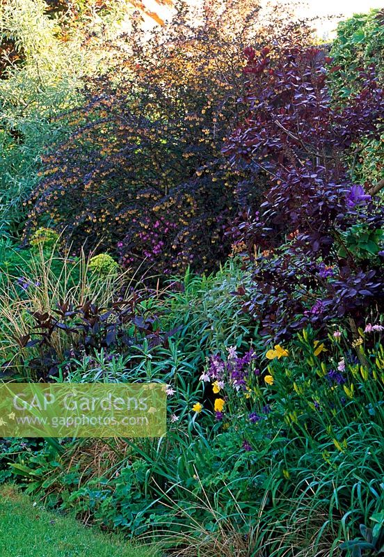 Spring mixed shrub and herbaceous border with Cotinus 'Grace', Pyracatha 'Orange Glow', Lysimachia ciliata 'Firecracker', Euphorbia schillingii and Hemerocallis minor 