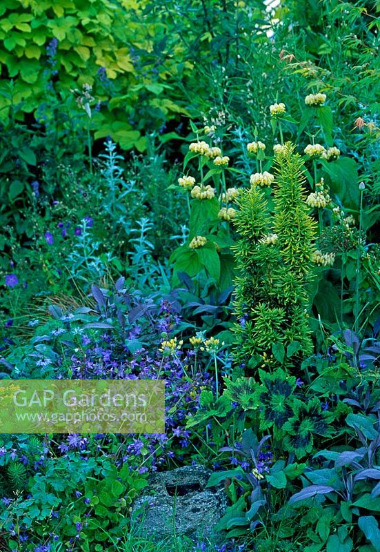 Taxus 'David', Phlomis russeliana, Geranium phaeum 'Samobor' foliage, Salvia officinalis 'Purpurascens', Campanula poscharskyana and Oregano 'Country Cream'