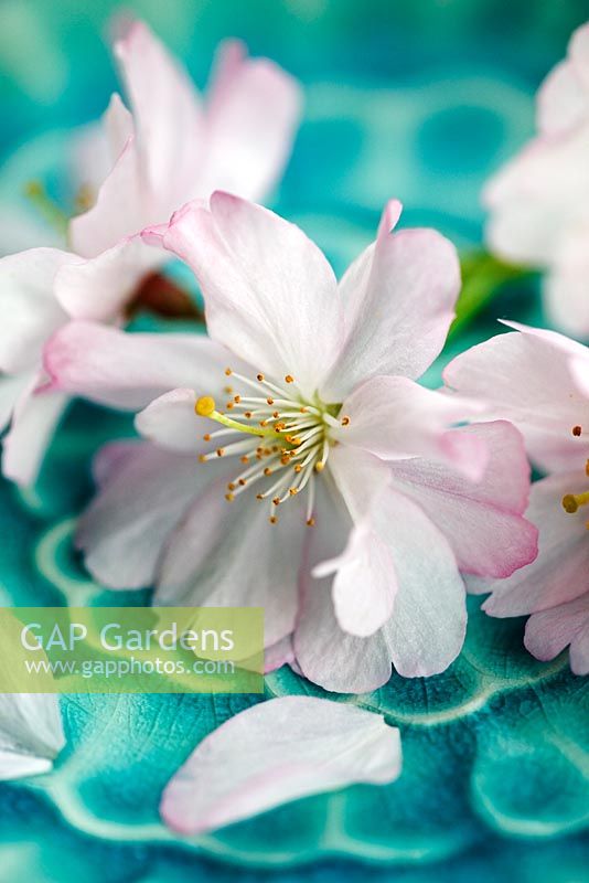Prunus 'Accolade' blossom on turquoise asian plate