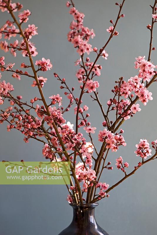 Prunus cerasifera 'Nigra' - Purple cherry plum blossom stems in vase