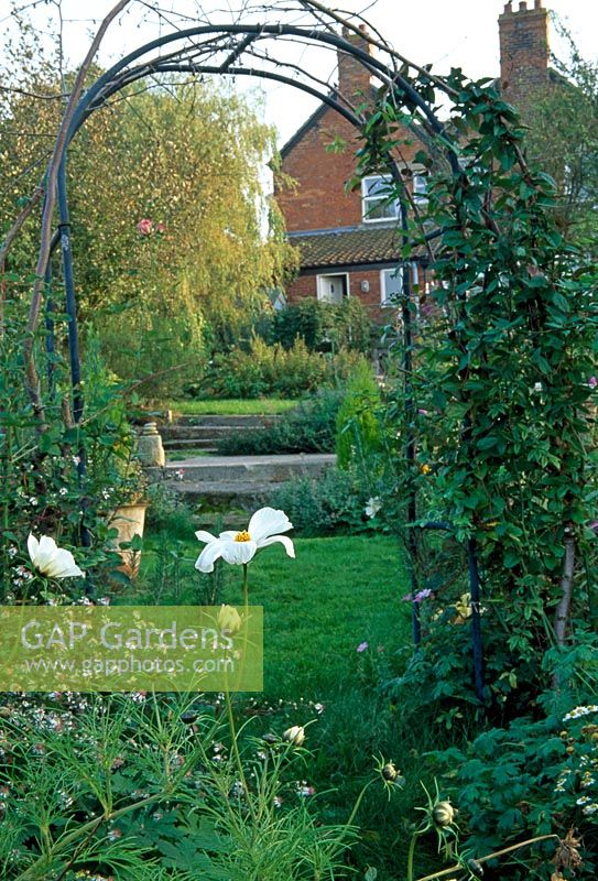 Arch to Victorian house, white Cosmos in foreground. Large Salix x sepulcralis to left of steps