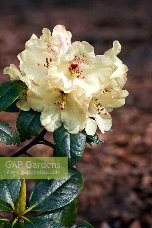 Rhododendron 'Goldprinz'