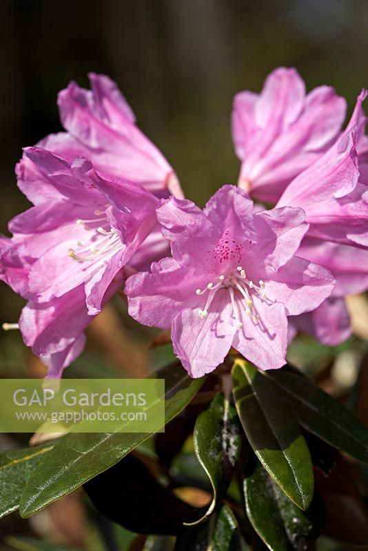 Rhododendron degronianum subsp. heptamerum 'Ho Emma' 