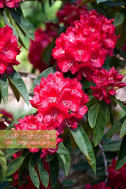 Rhododendron 'Langley Park'