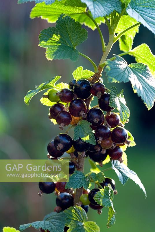 Rubus nigrum - Blackcurrants