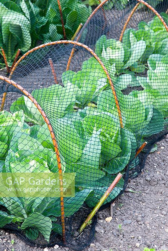 Spring cabbages 'Hispi' under net protection