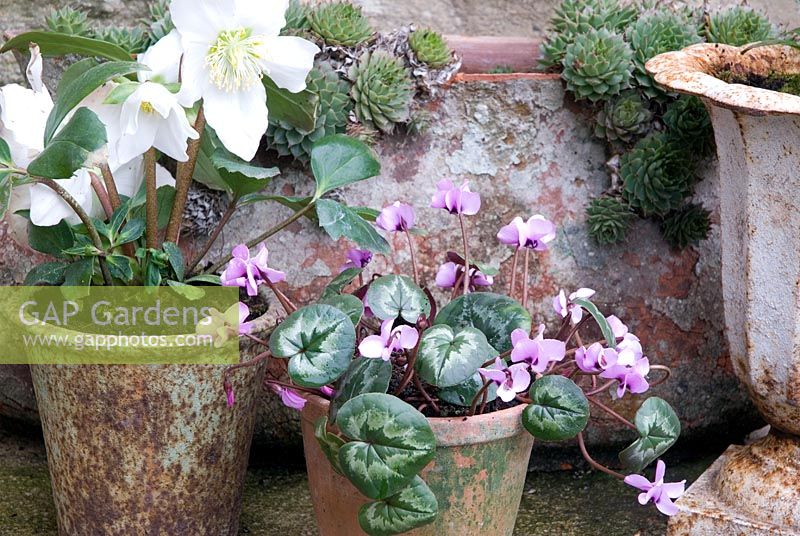 Cyclamen coum and Helleborus niger in container display