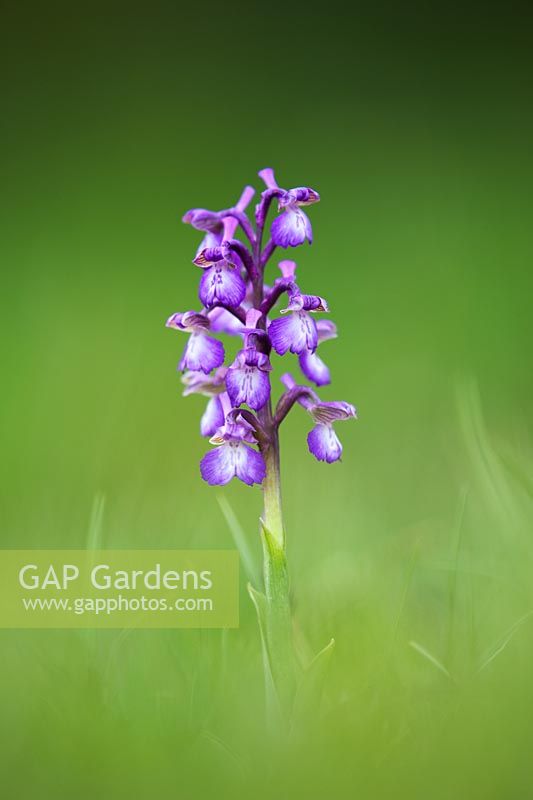 Orchis Morio - Green winged Orchid