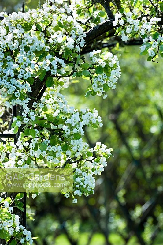 Pyrus - pear tree blossom over archway