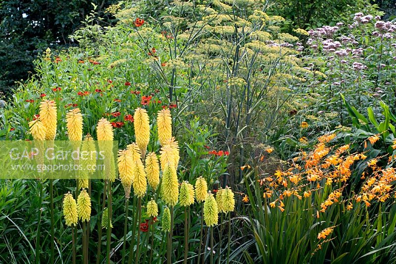 Mixed border with kniphofia 'Shining Sceptre' and Helenium - Holbrook garden