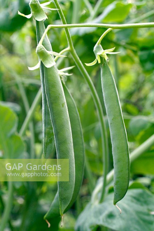 Heritage variety of long podded pea with up to 12 peas per pod, known as Jack Gold's Pea