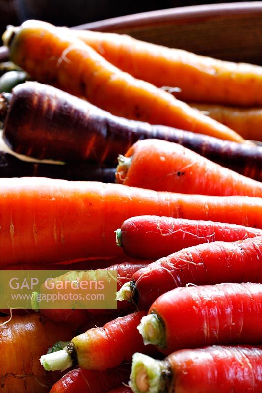 Washed carrots 'Samurai Red', Maestro', 'Purple Haze' and 'Yellowstone'
