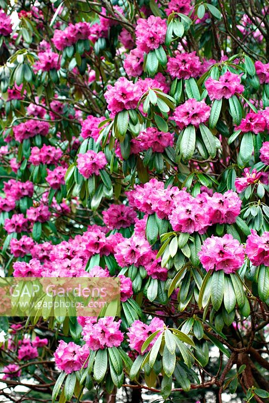 Rhododendron sutchuenense 