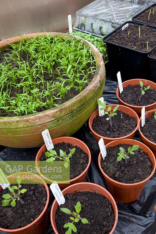 Greenhouse bench with carrot 'Amsterdam Forcing' in terracotta pot and tomato seedlings 'Garden Pearl' in pots