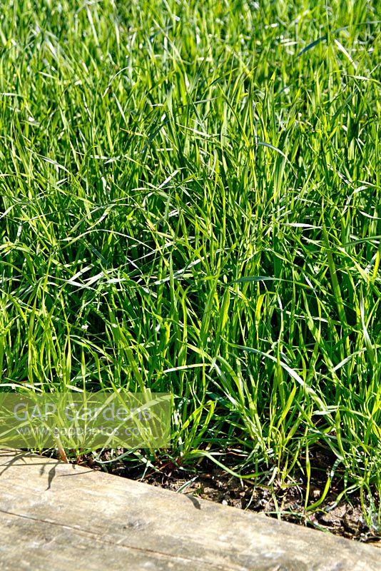 Lolium multiflorum - Green manure break crop of overwintered Italian Ryegrass 