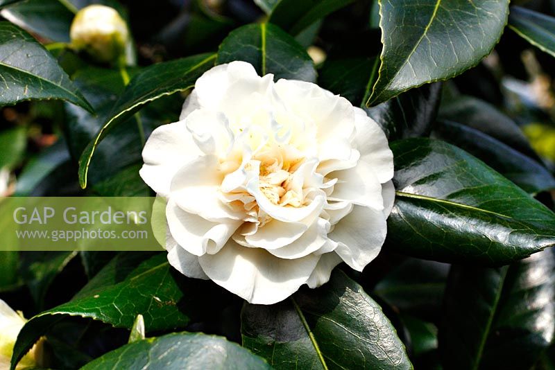 Camellia japonica 'Trewithen White'