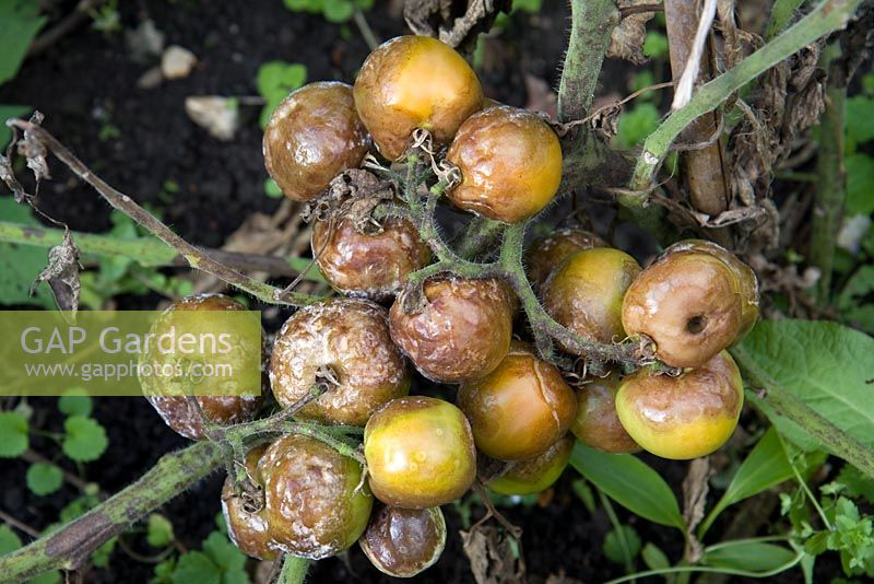 Outdoor tomatoes with blight