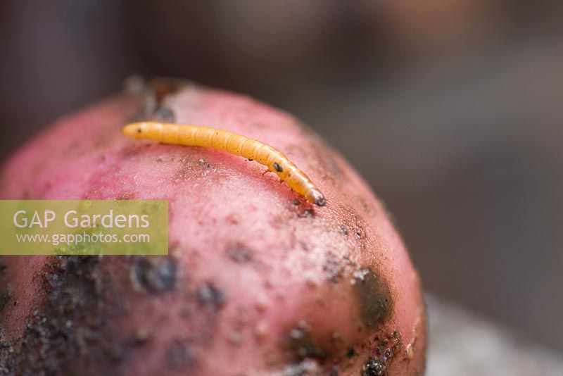 Agriotes lineatus - Potato wireworm 
